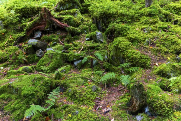 Boulders in the forest, Schrattenkalk, Gmeiner worm fern (Dryopteris filix-mas), Leptosporangiate