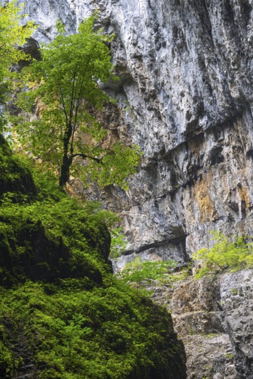 Beech (Fagus) standing on rock, Beech family (Fagaceae), Breitachklamm, Oberstdorf, Allgäu Alps,
