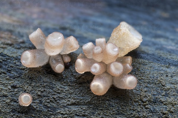 Beech jellydisc (Ombrophila pura), on beech trunk, dead wood, Breitachklamm, Oberstdorf, Allgäu