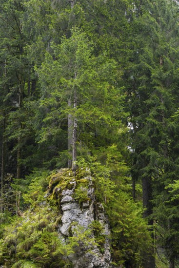 Spruce standing on rock, Spruce family (Pinaceae), Breitachklamm gorge, Oberstdorf, Allgäu Alps,