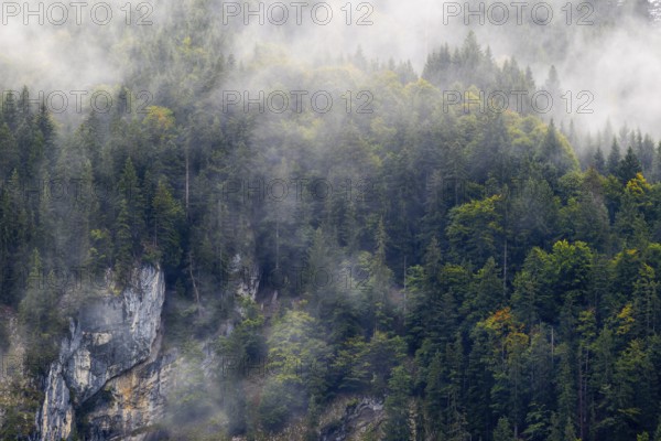 Mixed forest in fog, beech, beech, beech family (Fagaceae), spruce family (Pinaceae), rock from