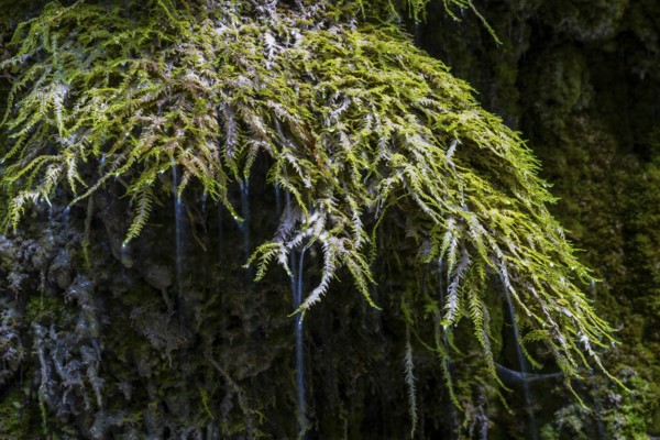 Limestone crusts on Mossen, Hinanger waterfalls, gorge, rock, limestone, Hinang, Fischen, Allgäu