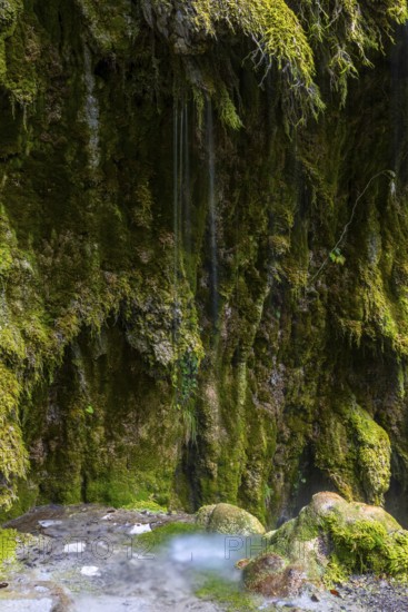 Sintered rock overgrown with mosses, Hinang waterfalls, gorge, rock, limestone, Hinang, Fischen,
