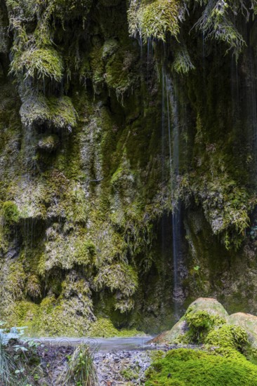 Sintered rock overgrown with mosses, Hinang waterfalls, gorge, rock, limestone, Hinang, Fischen,