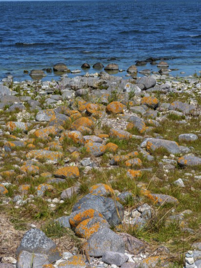 Stones covered in yellow lichen on the shore of the island of Stora grundet, Öland, Sweden, located