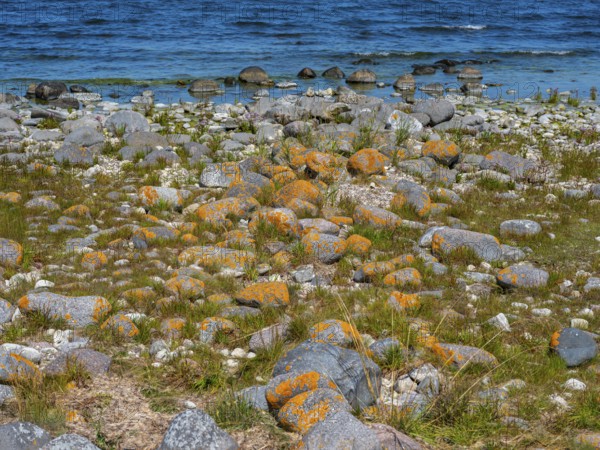 Stones covered in yellow lichen on the shore of the island of Stora grundet, Öland, Sweden, located