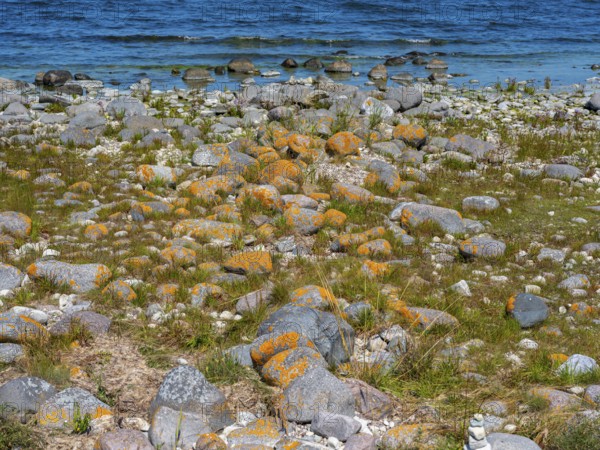 Stones covered in yellow lichen on the shore of the island of Stora grundet, Öland, Sweden, located