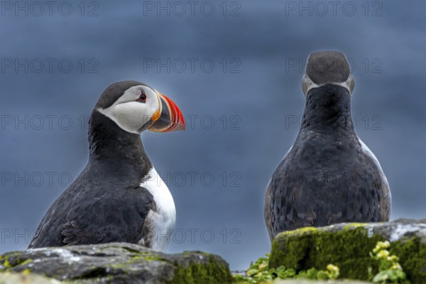 Puffin (Fratercula arctica) breeding pair sitting in side view and rear view, Grimsey Island,