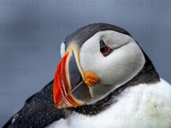 Puffin (Fratercula arctica) portrait of resting adult bird, Grimsey Island, Iceland