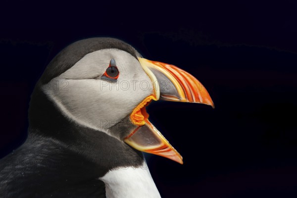 Puffin (Fratercula arctica) portrait in front of black background, Grimsey Island, Iceland