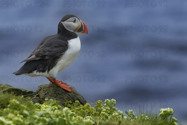 Puffin (Fratercula arctica) sitting on a cliff edge at the edge of the sea cliff, Grimsey Island,