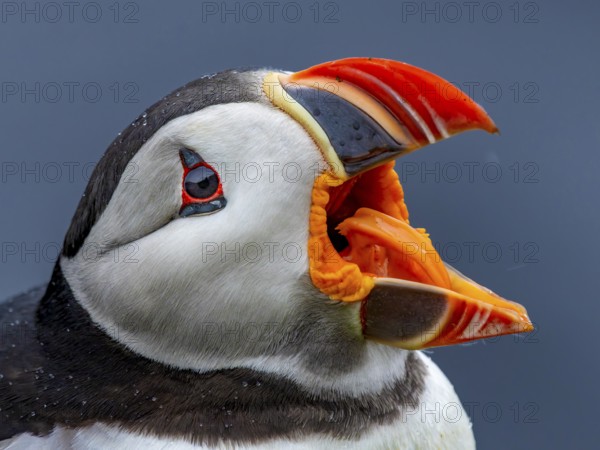 Puffin (Fratercula arctica) portrait shot with wide open beak clearly showing its orange-coloured