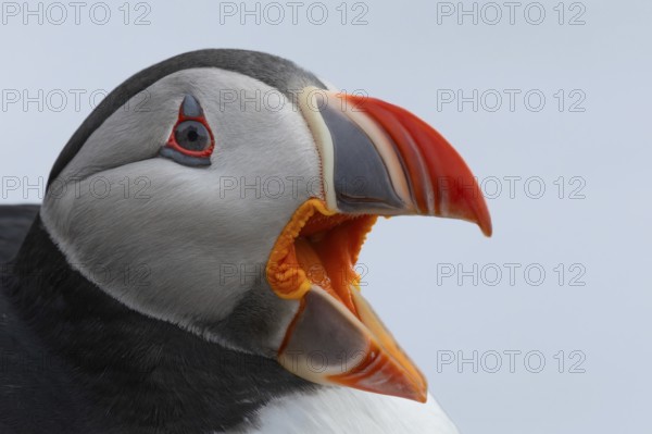 Puffin (Fratercula arctica) side view of the head with wide open beak against a white background,