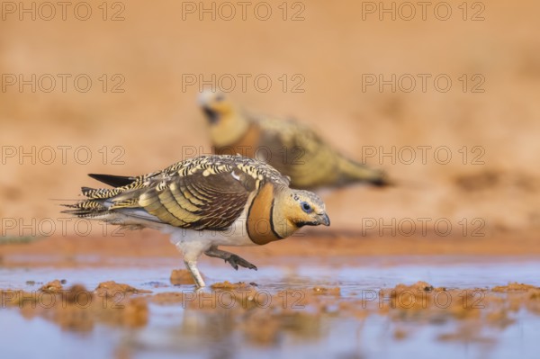 Pin-tailed Sandgrouse (Pterocles alchata) on a farmers field at a water pool, Belchite, Aragon,