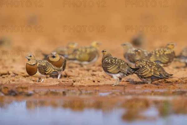 Pin-tailed Sandgrouse (Pterocles alchata) on a farmers field at a water pool, Belchite, Aragon,