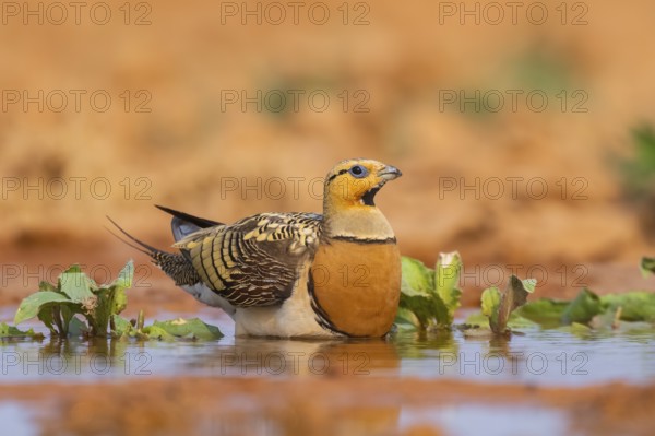 Pin-tailed Sandgrouse (Pterocles alchata) on a farmers field at a water pool, Belchite, Aragon,