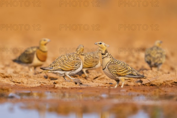 Pin-tailed Sandgrouse (Pterocles alchata) on a farmers field at a water pool, Belchite, Aragon,