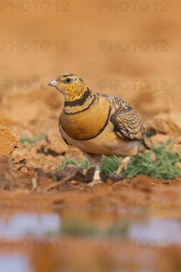 Pin-tailed Sandgrouse (Pterocles alchata) on a farmers field at a water pool, Belchite, Aragon,