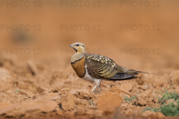 Pin-tailed Sandgrouse (Pterocles alchata) on a farmers field, Belchite, Aragon, Saragossa, Spain