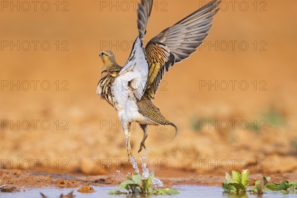 Pin-tailed Sandgrouse (Pterocles alchata) flying on a farmers field at a water pool, Belchite,