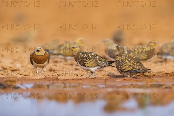 Pin-tailed Sandgrouse (Pterocles alchata) on a farmers field at a water pool, Belchite, Aragon,