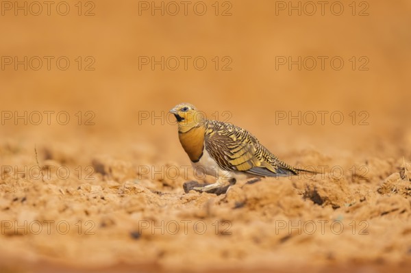 Pin-tailed Sandgrouse (Pterocles alchata) on a farmers field, Belchite, Aragon, Saragossa, Spain
