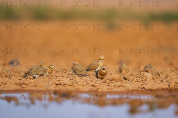 Pin-tailed Sandgrouse (Pterocles alchata) on a farmers field at a water pool, Belchite, Aragon,