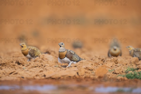 Pin-tailed Sandgrouse (Pterocles alchata) on a farmers field at a water pool, Belchite, Aragon,