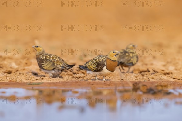 Pin-tailed Sandgrouse (Pterocles alchata) on a farmers field at a water pool, Belchite, Aragon,