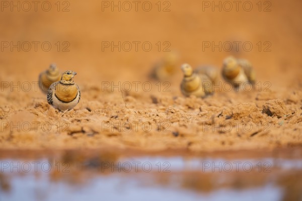 Pin-tailed Sandgrouse (Pterocles alchata) on a farmers field at a water pool, Belchite, Aragon,