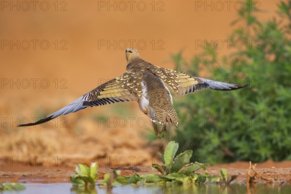 Pin-tailed Sandgrouse (Pterocles alchata) flying on a farmers field at a water pool, Belchite,