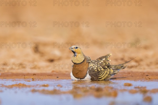 Pin-tailed Sandgrouse (Pterocles alchata) on a farmers field drinking at a water pool, Belchite,