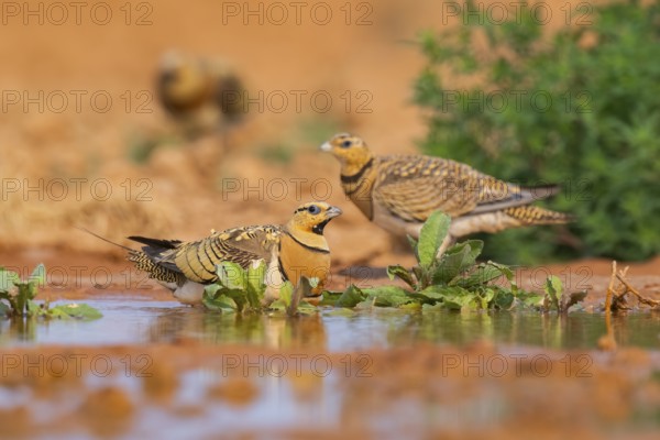 Pin-tailed Sandgrouse (Pterocles alchata) on a farmers field at a water pool, Belchite, Aragon,