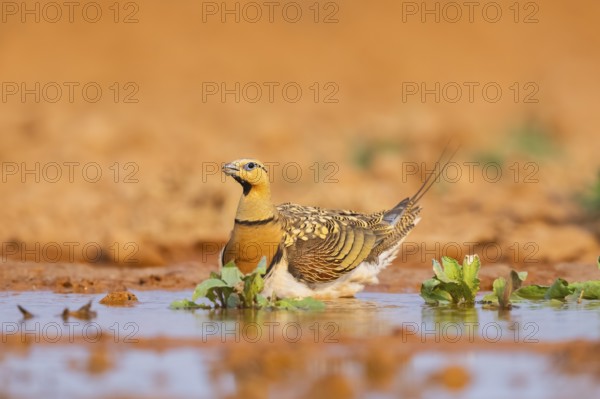 Pin-tailed Sandgrouse (Pterocles alchata) on a farmers field at a water pool, Belchite, Aragon,