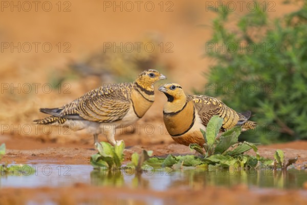Pin-tailed Sandgrouse (Pterocles alchata) on a farmers field at a water pool, Belchite, Aragon,