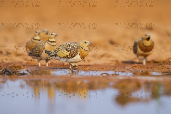 Pin-tailed Sandgrouse (Pterocles alchata) on a farmers field at a water pool, Belchite, Aragon,