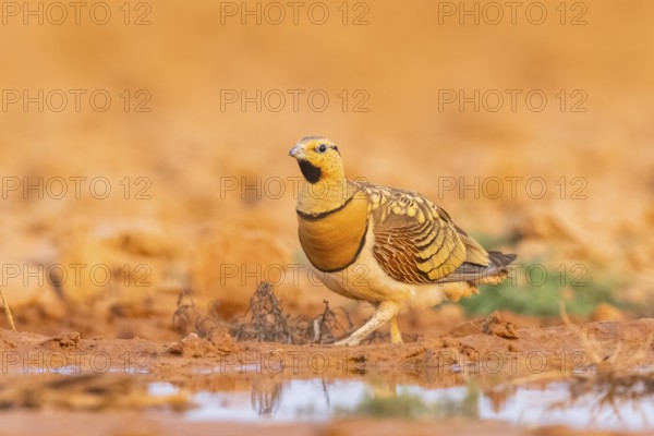 Pin-tailed Sandgrouse (Pterocles alchata) on a farmers field at a water pool, Belchite, Aragon,