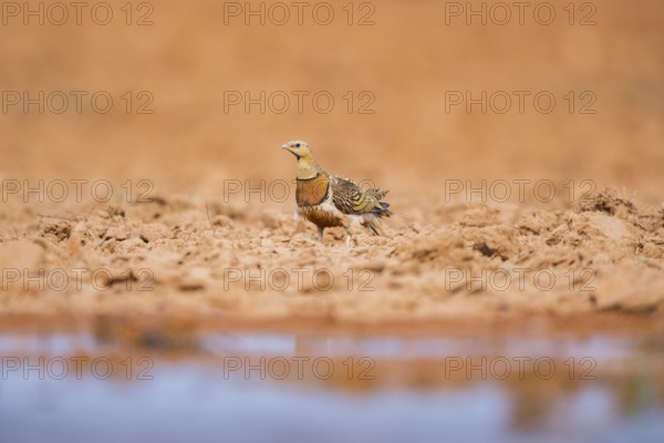 Pin-tailed Sandgrouse (Pterocles alchata) on a farmers field at a water pool, Belchite, Aragon,