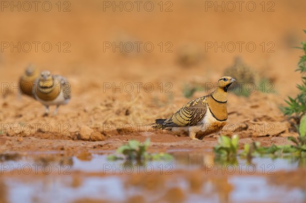 Pin-tailed Sandgrouse (Pterocles alchata) on a farmers field at a water pool, Belchite, Aragon,