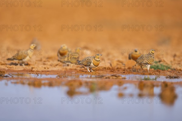 Pin-tailed Sandgrouse (Pterocles alchata) on a farmers field at a water pool, Belchite, Aragon,