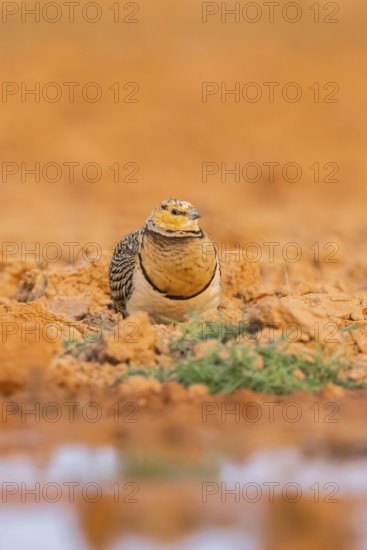 Pin-tailed Sandgrouse (Pterocles alchata) on a farmers field at a water pool, Belchite, Aragon,