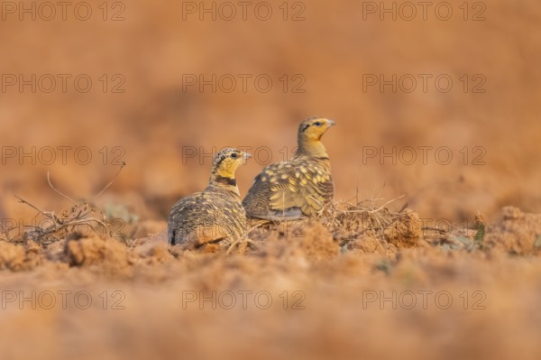 Pin-tailed Sandgrouse (Pterocles alchata) on a farmers field, Belchite, Aragon, Saragossa, Spain