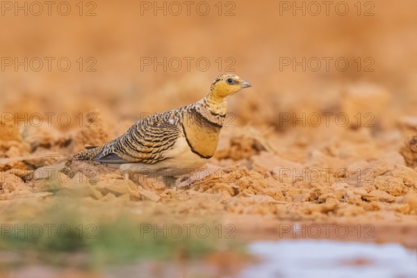 Pin-tailed Sandgrouse (Pterocles alchata) on a farmers field at a water pool, Belchite, Aragon,