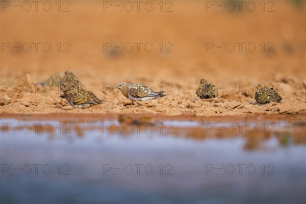 Pin-tailed Sandgrouse (Pterocles alchata) on a farmers field at a water pool, Belchite, Aragon,