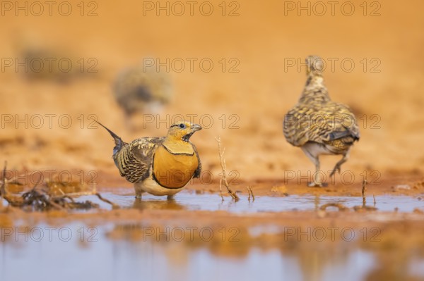 Pin-tailed Sandgrouse (Pterocles alchata) on a farmers field at a water pool, Belchite, Aragon,