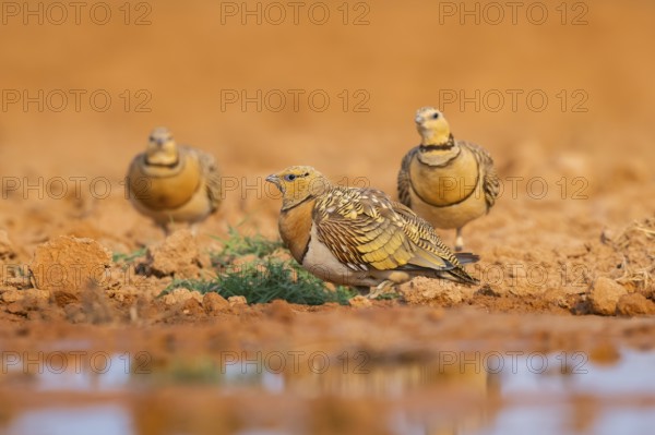 Pin-tailed Sandgrouse (Pterocles alchata) on a farmers field at a water pool, Belchite, Aragon,