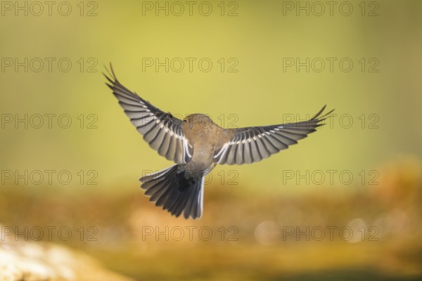 European Pied Flycatcher (Ficedula hypoleuca) in flight at a water pool, Pinos, Solsona, Catalonia,