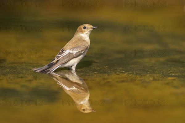 European Pied Flycatcher (Ficedula hypoleuca) bathing at a water pool, Pinos, Solsona, Catalonia,