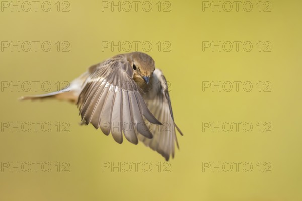 European Pied Flycatcher (Ficedula hypoleuca) in flight at a water pool, Pinos, Solsona, Catalonia,