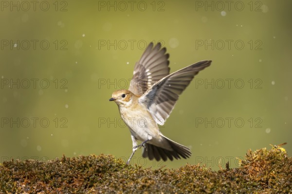 European Pied Flycatcher (Ficedula hypoleuca) in flight at a water pool, Pinos, Solsona, Catalonia,
